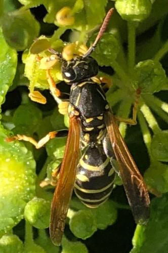 Polistes sp.